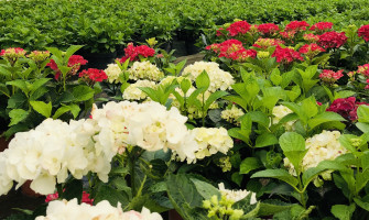 VOLCANO wspiera swą siłą wzrost kwiatów.